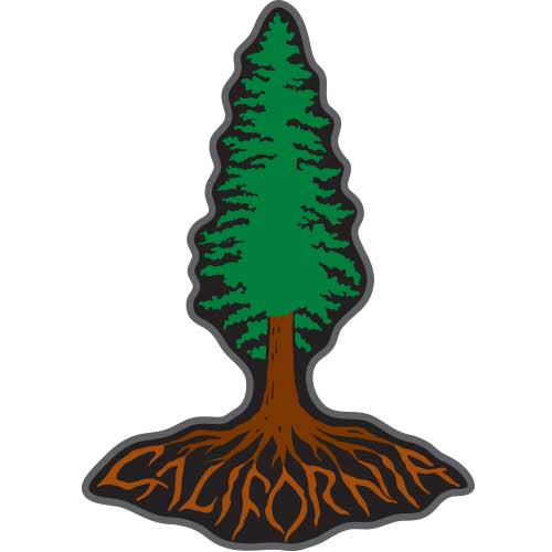 California Redwood Roots Patch